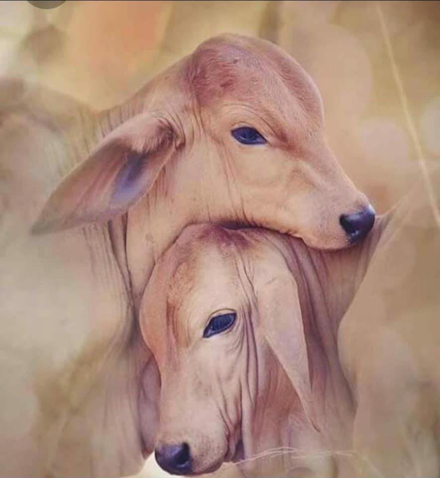 Gir Cow Gaushala Shewa